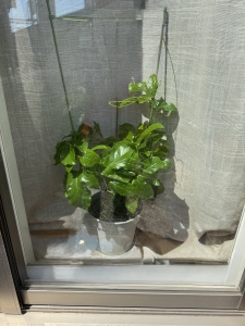 パッションフルーツ