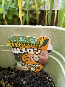 梨メロンふだ