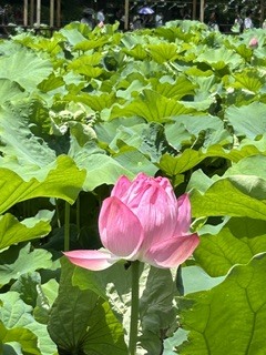 大川②
