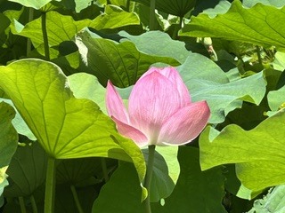大川④