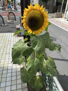 大川⑤