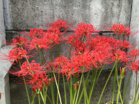 彼岸花⑪