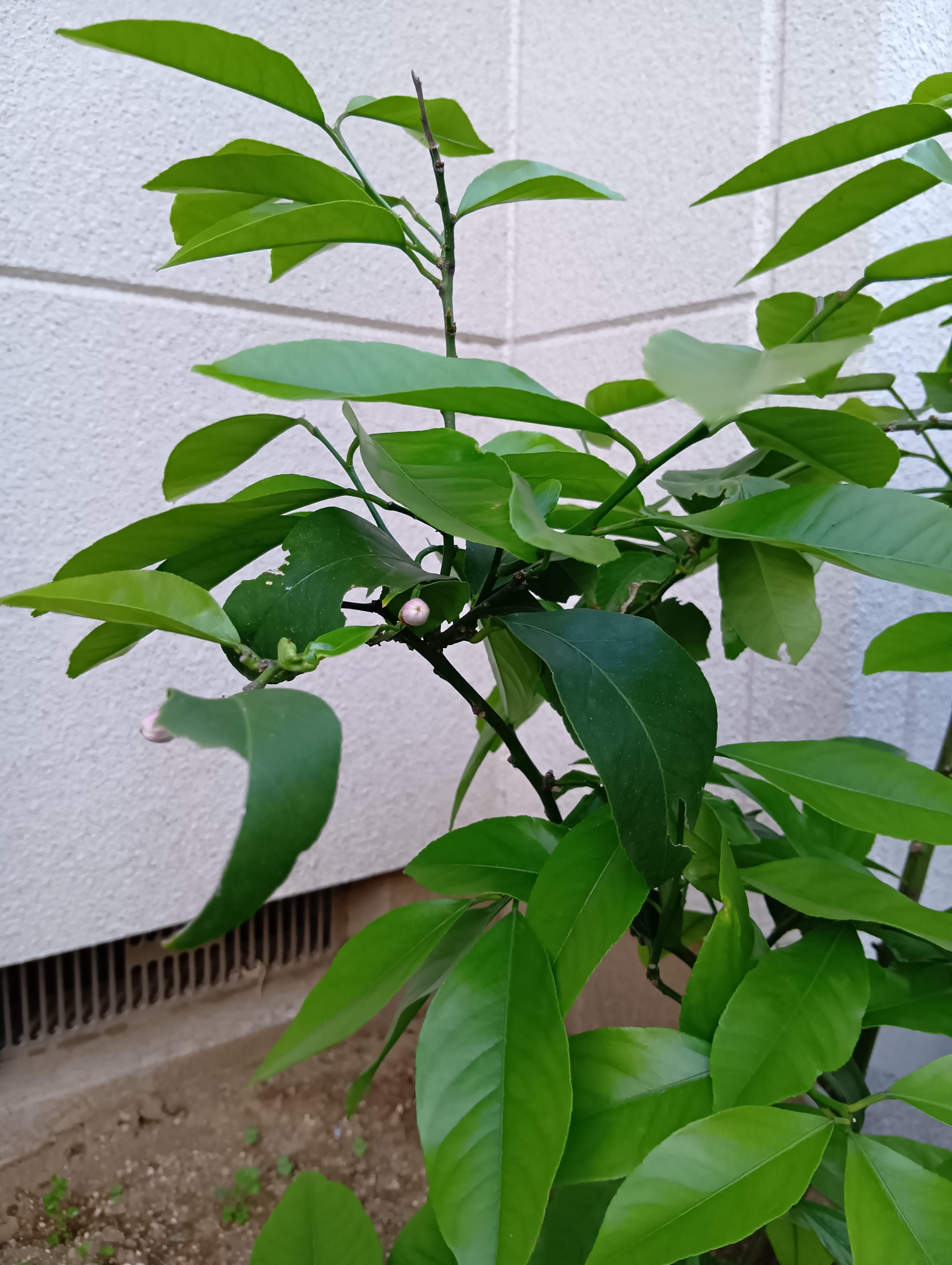 柳澤①