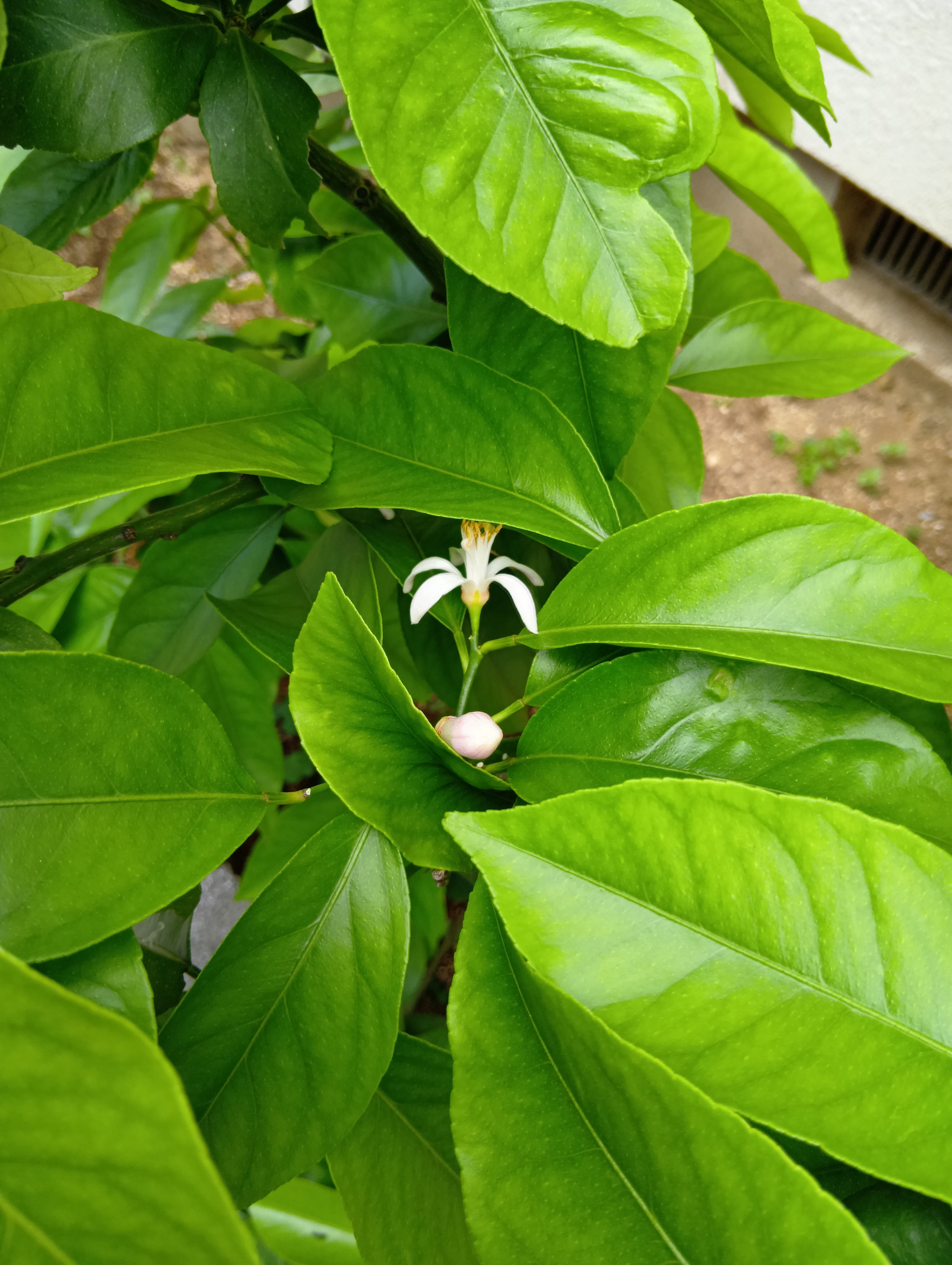 柳澤②