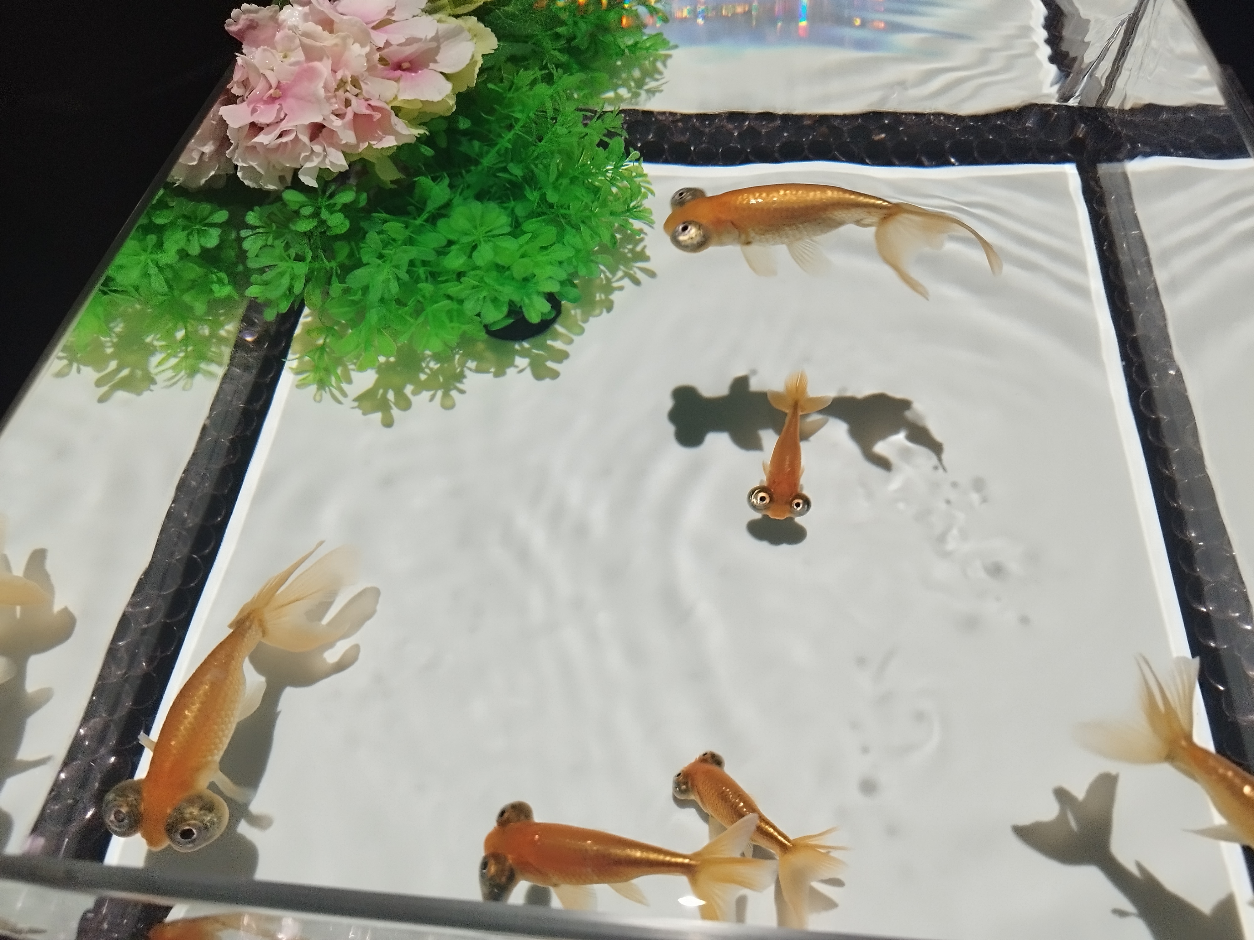 金魚A