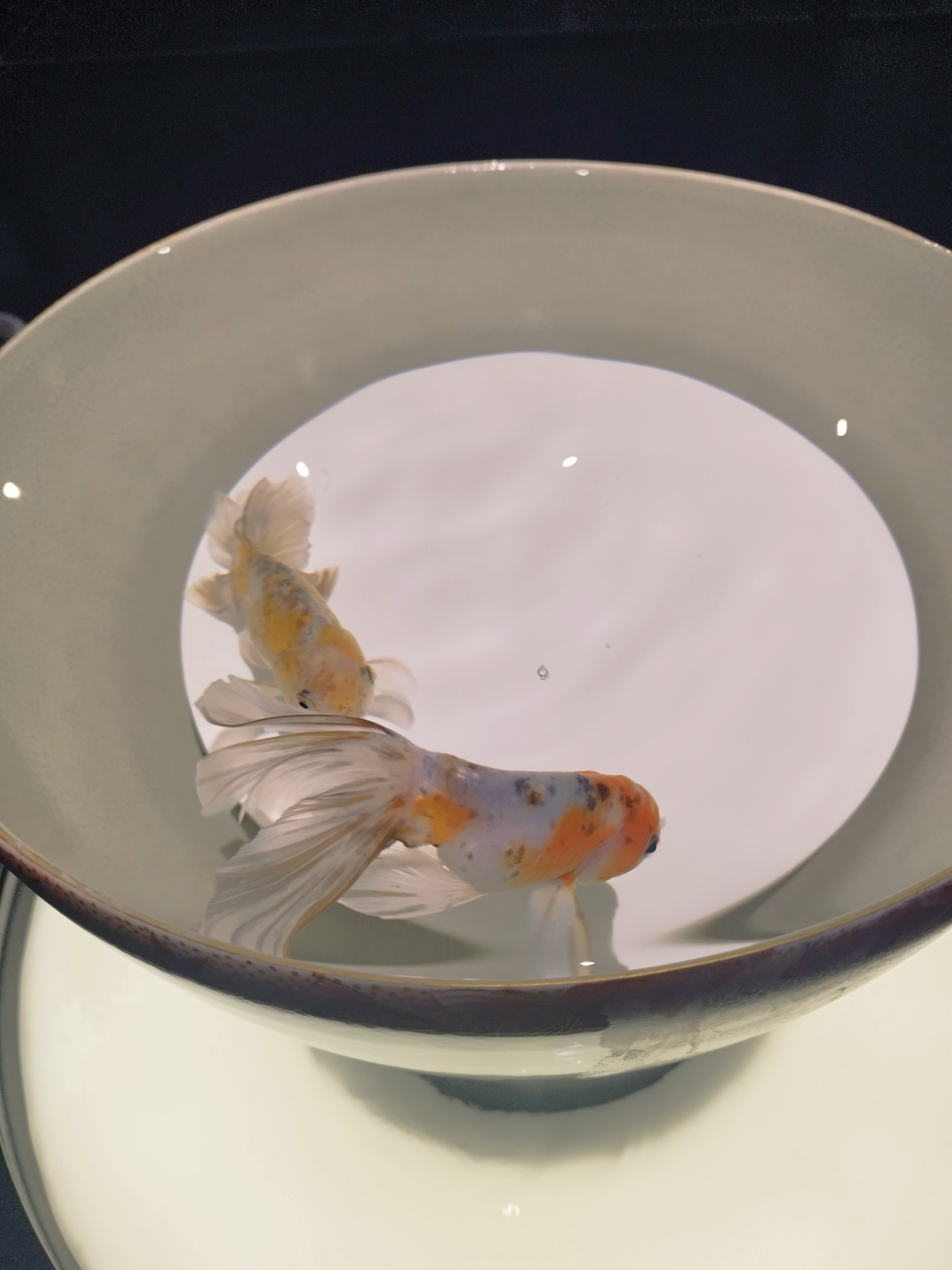 金魚B